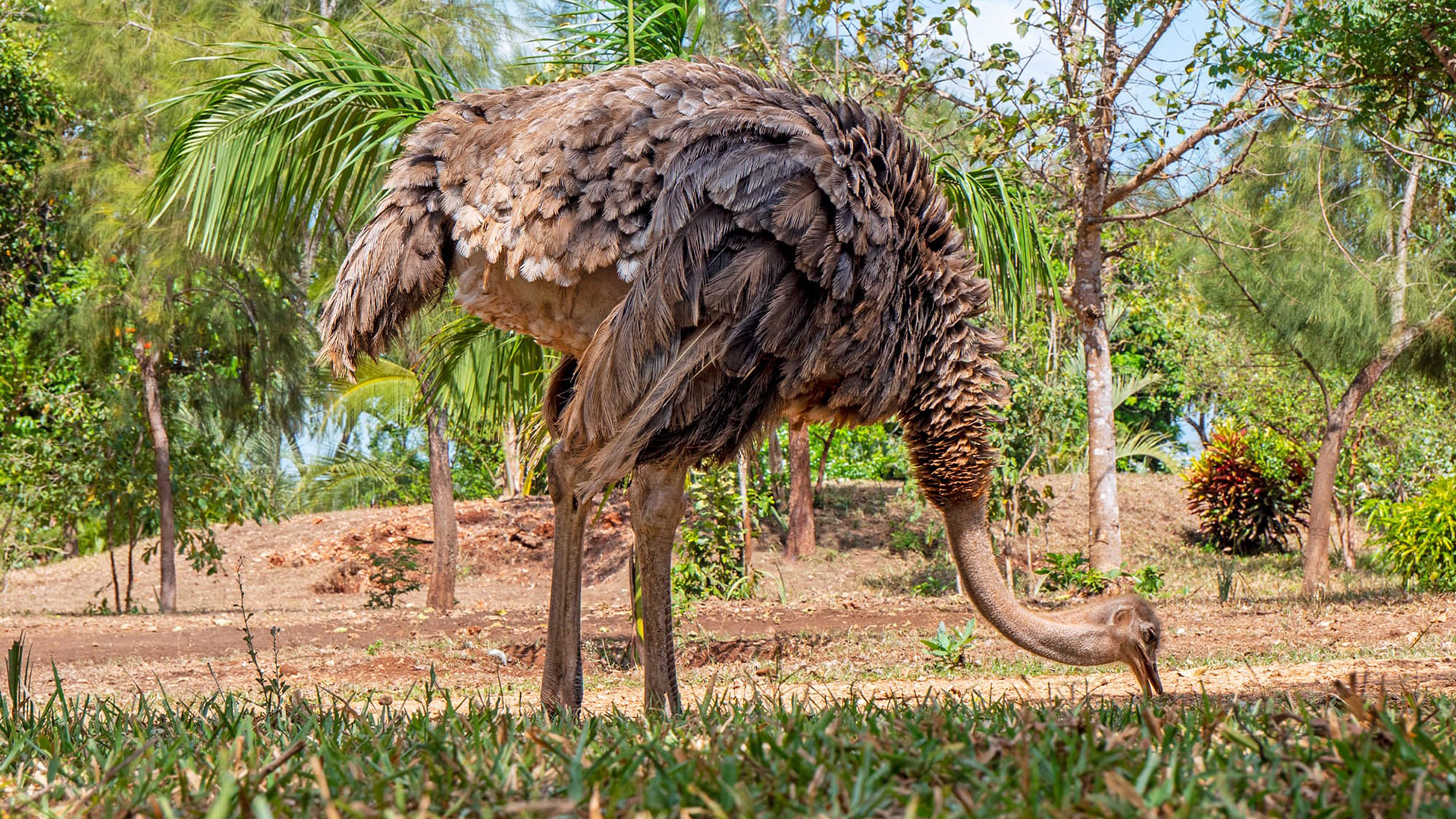 Nairobi - Amboseli - Tsavo West - Maasai Mara