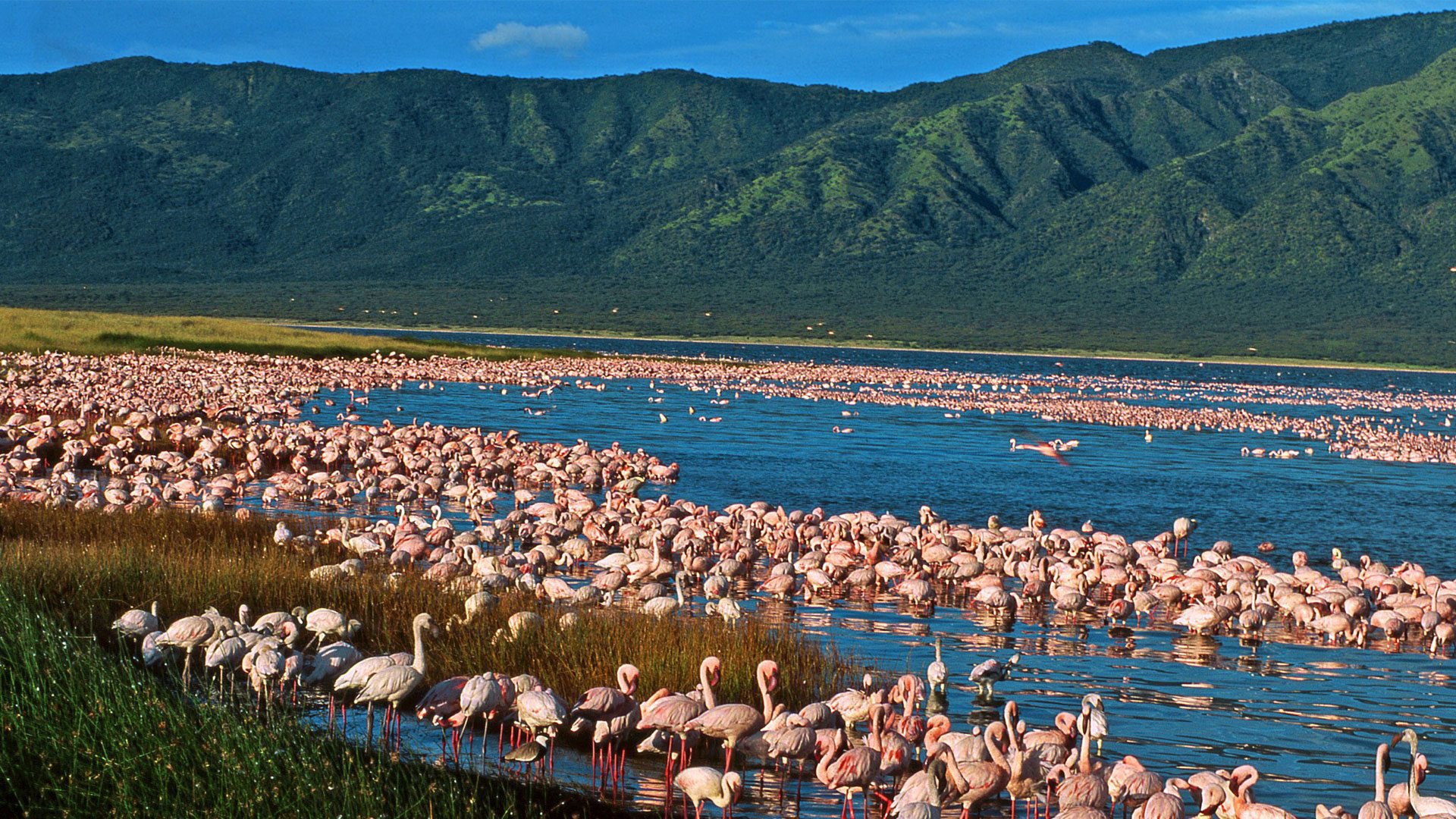 Road Package: Lake Bogoria-Lake Baringo Lake Nakuru- Masaai Mara- Nairobi